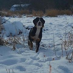 Greater Swiss Mountain Dog All Grown Up from Donough Haven Greater Swiss Mtn. Dogs