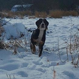 Greater Swiss Mountain Dog All Grown Up from Donough Haven Greater Swiss Mtn. Dogs