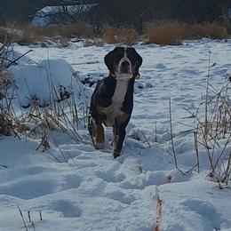 Greater Swiss Mountain Dog All Grown Up from Donough Haven Greater Swiss Mtn. Dogs