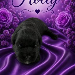 Holly - Black female Miniature Schnauzer puppy in Sylvania, Georgia from Southern Sky Miniature Schnauzers