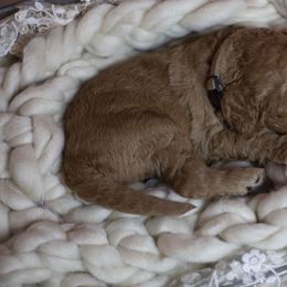 Bernedoodle and Goldendoodle Puppies from Gold Diamond Pup