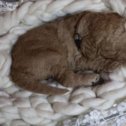 Bernedoodle and Goldendoodle Puppies from Gold Diamond Pup