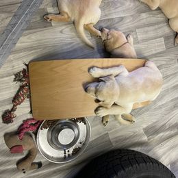 Labrador Retriever Puppies from Jewell Labradors