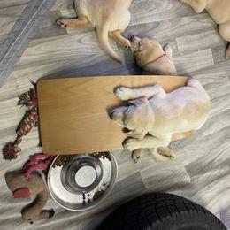 Labrador Retriever Puppies from Jewell Labradors