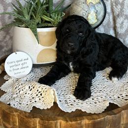 Theo - Black male Bernedoodle puppy in Bells, North Carolina from Neighborhood Poodles & Doodles