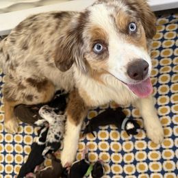 Sinister - Miniature American Shepherd