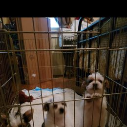 West Highland White Terrier and Yorkshire Terrier Puppies from Debra Burnett