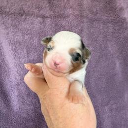 Blue Merle Girl 1 - Blue merle female Miniature American Shepherd puppy in Connecticut from Novus Kennels