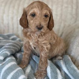 Oakley - Apricot female Goldendoodle puppy in Maricopa, Arizona from AZ Designer Goldendoodles