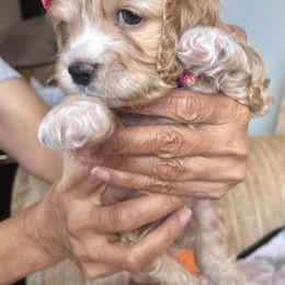 Cockapoo Puppies from Daysi's Puppies