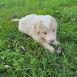 Goose - Cream and white male Aussiedoodle puppy in Morganton, North Carolina from David Shields