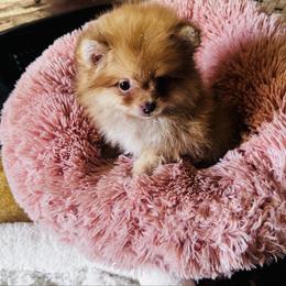 Priscilla - Orange female Pomeranian puppy in Harrisonville, Missouri from Cindy's Pomeranians