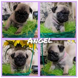 Angel - Fawn female Pug puppy in Winter Haven, Florida from Lisa's Pugalicious Pugs