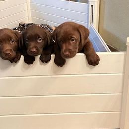 Labrador Retriever Puppies from Be Brave