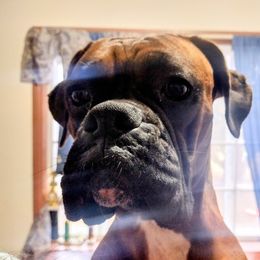 Emmy Lou - Boxer