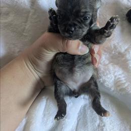 Lushie - Fawn brindled black female Chihuahua puppy in Amity, Pennsylvania from Baxters Chihuahuas