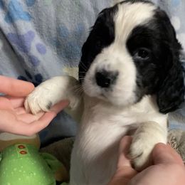 English Springer Spaniel Puppies from Hometown Springers