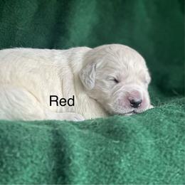 Boy pick 5 - Light golden male Golden Retriever puppy in Waterford, Pennsylvania from Living on Faiths Golden Retrievers