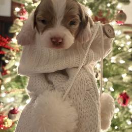 Miniature Australian Shepherd Puppies from Mid-Plains Mini Aussies