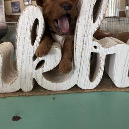 Boy 2 - Red male Cavapoo puppy in Cottondale, Florida from Pat’s precious puppies