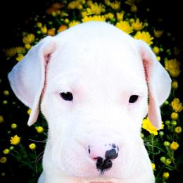 Boy 1 Gideon - White male Dogo Argentino puppy in San Diego, California from Debonair Dogos