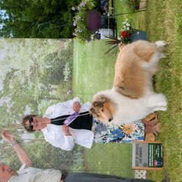 Frances - Collie