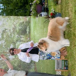 Frances - Collie