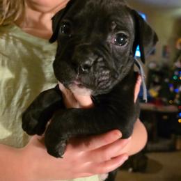 Blue - Brindle male Boxer puppy in Caspian, Michigan from Andrus Family Boxers