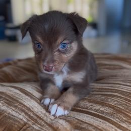 Honey - Red tri female Miniature Australian Shepherd puppy in Cave Creek, Arizona from Arizona Aussies