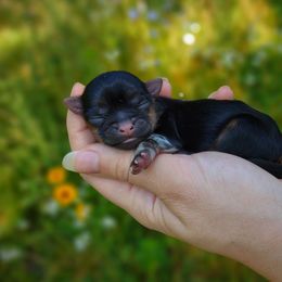 Companion Cross, Havanese, Mal-Shi, Maltese, Maltipoo, Morkie, and Shih Tzu Puppies from Seeking Shalom Acres Maltese, Maltipoos & Havamalts
