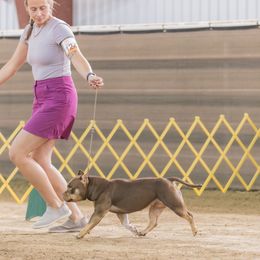 American Bully Puppies from Sky River Bullies