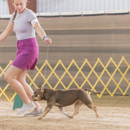 American Bully Puppies from Sky River Bullies