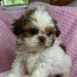 Layla - Liver and white female Shih Tzu puppy in Covington, Georgia from Top Hats 2  Shih Tzu’s