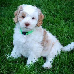 Oden - Red male Australian Labradoodle puppy in Ferndale, Washington from Whispering Winds Australian Labradoodles