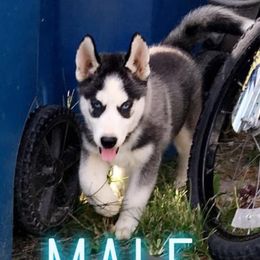 Siberian Husky Puppies from Siberian Huskies-Beckham the Great