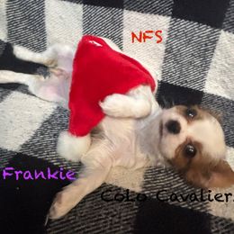Frankie - Blenheim female Cavalier King Charles Spaniel puppy in Leonard, Michigan from CoLo Cavaliers