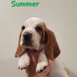 Basset Hound Puppies from Twin Creek Acres