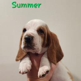 Basset Hound Puppies from Twin Creek Acres