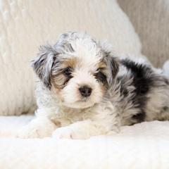 Vernon - male Australian Mountain Doodle puppy in Salem, Utah from Go West Mini Aussies