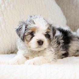 Vernon - male Australian Mountain Doodle puppy in Salem, Utah from Go West Mini Aussies