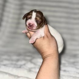 Mister Fantastic - Piebald male Dachshund puppy in Ceres, California from Rockin' M’s LilBitty Dachshunds (LBD)