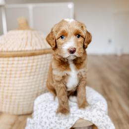 Human Nature - Red  male Goldendoodle puppy in Syracuse, Indiana from The Doodle Cove