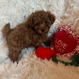 Rover - Red  male Poodle puppy in Atlanta, Georgia from TRDBOATL