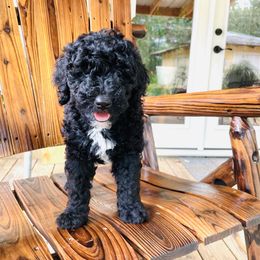 Goldendoodle Puppies from Magnolia Mini Goldendoodles