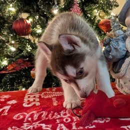 AKC Winter - Red and white female Siberian Husky puppy in Cedarville, Ohio from Evereve Kennels