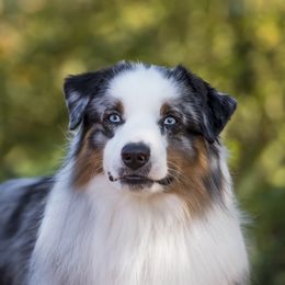 Miniature American Shepherds from A2Z Mini American Sheperds