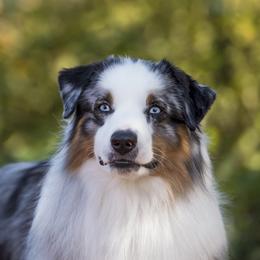 Miniature American Shepherds from A2Z Mini American Sheperds