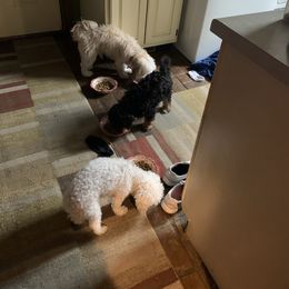 Bernedoodle Puppies from Mini Bernedoodle Babies- Indiana