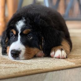 Zeus - Black rust and white male Bernese Mountain Dog puppy in Stone Creek, Ohio from Highland Meadows
