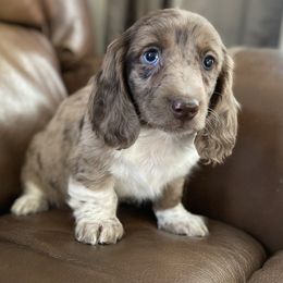 Dachshund Puppies from Benji’s Babies